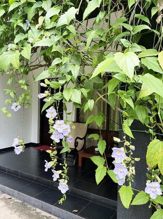 Dambulla Rock Arch Exterior foto